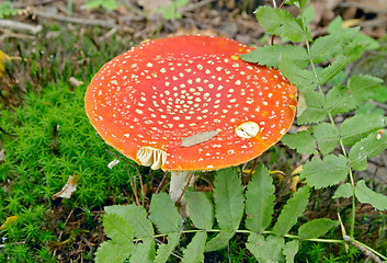 Image showing Red hallucinogen mushroom Amanita muscaria muscaria (Fly Agaric, Fly Amanita, Fly Mushroom), Gothenburg, Sweden