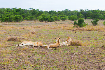 Image showing pride of lions resting in savannah at africa