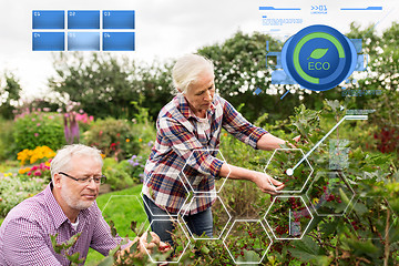 Image showing senior couple harvesting currant at summer garden