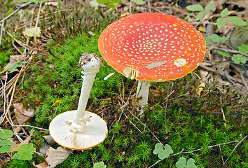 Image showing Red hallucinogen mushroom Amanita muscaria muscaria (Fly Agaric, Fly Amanita, Fly Mushroom), Gothenburg, Sweden