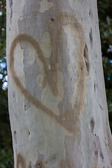 Image showing Heart On A tree