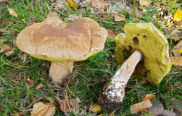 Image showing Mushroom Boletus edulis (King Bolete, Porcini, Steinpilz, Cep), Gothenburg, Sweden