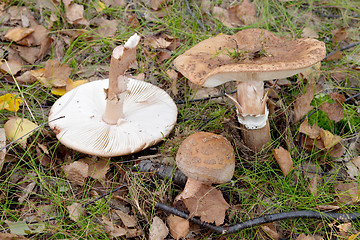 Image showing Brown spotted mushroom in a wood, Gothenburg, Sweden