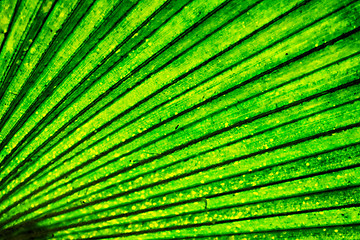 Image showing green palm tree leaf background