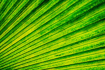 Image showing green palm tree leaf background