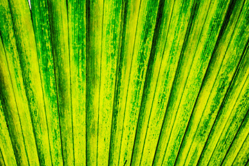 Image showing green palm tree leaf background