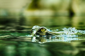 Image showing crocodile head and eyes