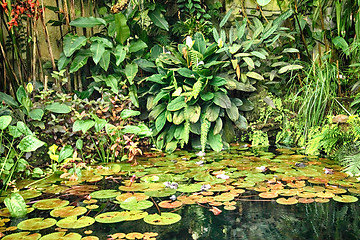 Image showing green jungle background