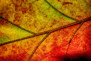 Image showing autumn leaf background
