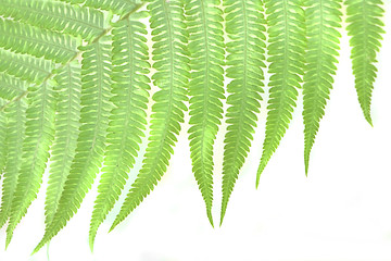 Image showing green leaf background