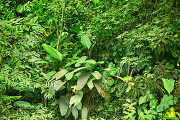 Image showing green jungle background