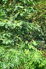 Image showing green jungle background