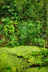 Image showing green jungle background