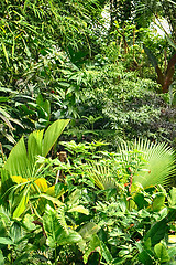 Image showing green jungle background