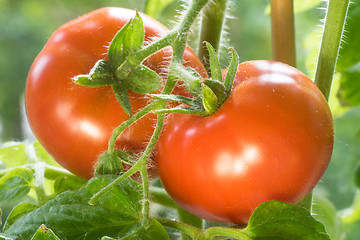 Image showing Ripe Tomatoes Growing Closeup