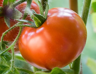 Image showing Ripe Tomatoes Growing Closeup