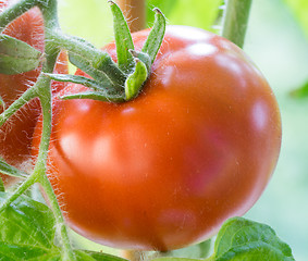 Image showing Ripe Tomatoes Growing Closeup