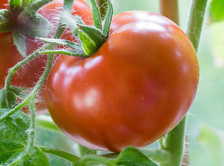 Image showing Ripe Tomatoes Growing Closeup