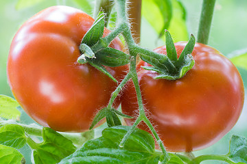 Image showing Ripe Tomatoes Growing Closeup