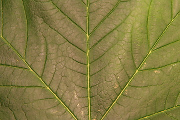 Image showing Green leaf