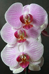 Image showing Orchid