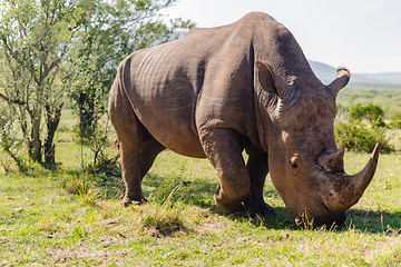 Image showing rhino grazing in savannah at africa