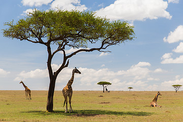 Image showing giraffes in savannah at africa