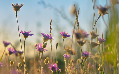 Image showing Xeranthemum annuum flower 