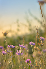 Image showing Xeranthemum annuum flower