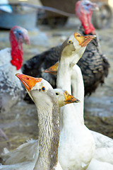 Image showing geese and turkeys