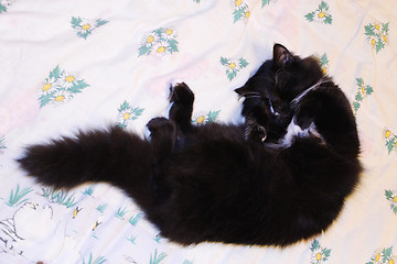 Image showing cat lying prone on the bed