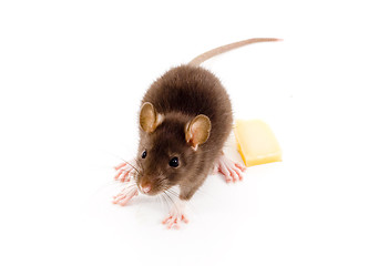 Image showing Brown Rat