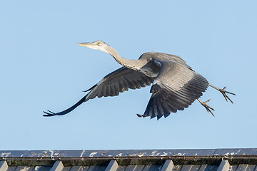 Image showing Great blue heron taking off