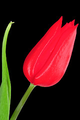 Image showing Red Tulip