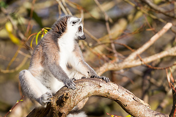 Image showing Ring-tailed lemur (Lemur catta)