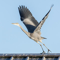 Image showing Great blue heron taking off