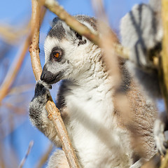 Image showing Ring-tailed lemur (Lemur catta)
