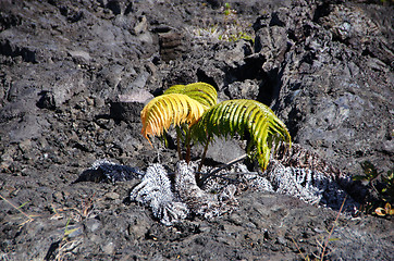 Image showing Lava at Hawaii, United States of America