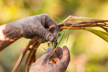 Image showing Farmer examining cardamom plant