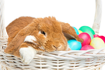 Image showing Beautiful domestic rabbit in basket with eggs