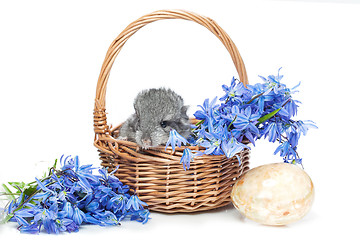 Image showing Chinchilla in basket