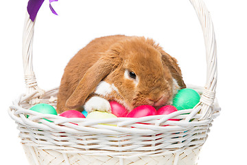 Image showing Beautiful domestic rabbit in basket with eggs