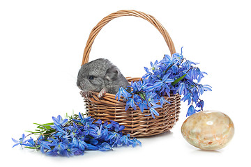 Image showing Chinchilla in basket