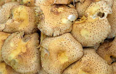 Image showing Mushroom texture of Pholiota squarrosa (Shaggy Pholiota), Gothenburg, Sweden