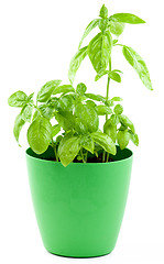 Image showing Fresh Green Basil