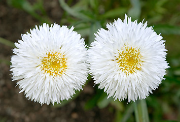 Image showing White flowers of Leucanthemum superbum 