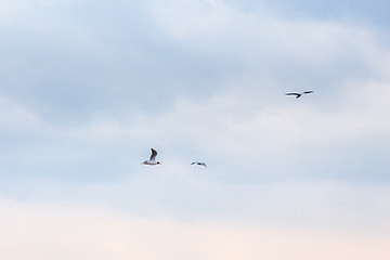 Image showing Seagulls Flying In The Sky