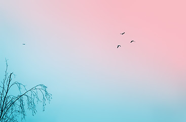 Image showing Birds In The Cloudless Sky