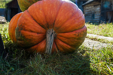 Image showing Big orange pumpkin