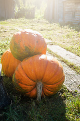 Image showing Big orange pumpkin